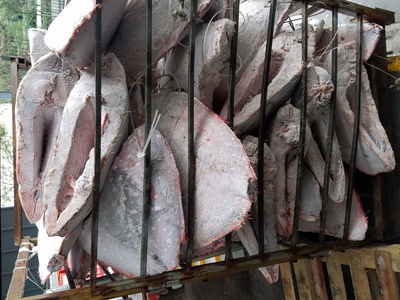 moonfish月亮鱼