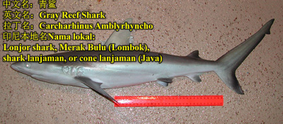 Gray Reef Shark.jpg