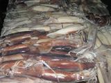 Illex squid