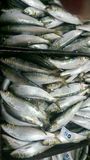 chinese sardine