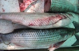 grey mullet gutted